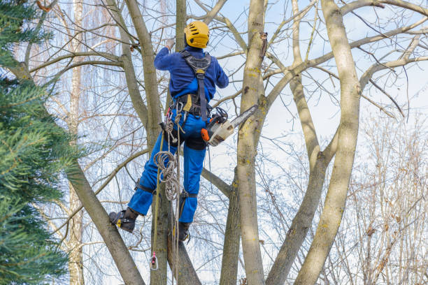 How Our Tree Care Process Works  in  Prospect Park, NJ